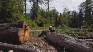 Best Storm Damage Tree Cleanup  in Chepachet, RI