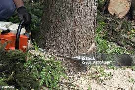 How Our Tree Care Process Works  in  Chepachet, RI