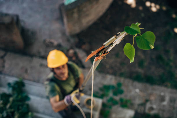  Chepachet, RI Tree Services Pros