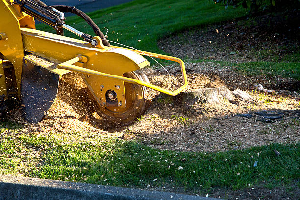 Professional Tree Services in Chepachet, RI